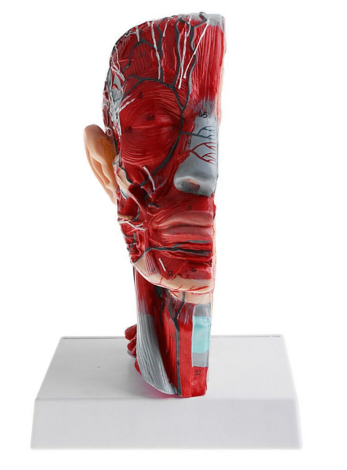 1:1 Human Head & Neck Vessel Nerve Model Medical Anatomy