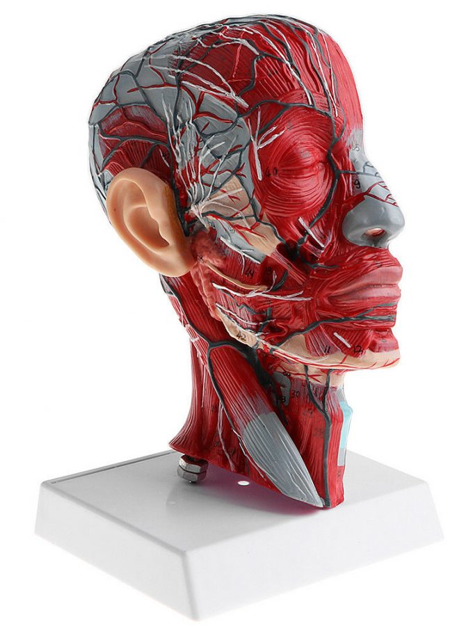 1:1 Human Head & Neck Vessel Nerve Model Medical Anatomy