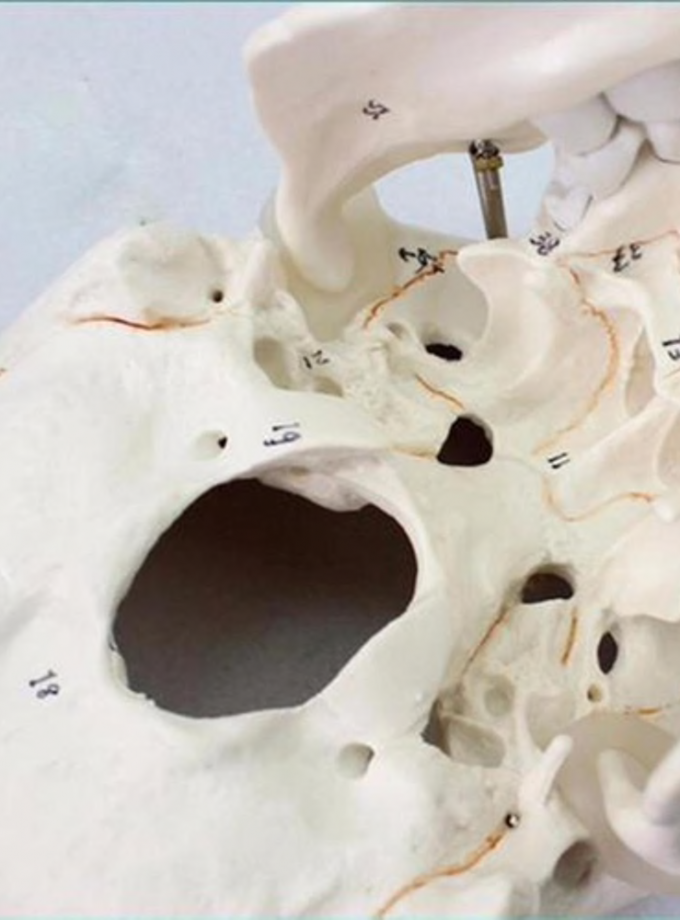 Life size Human Anatomy head skull model