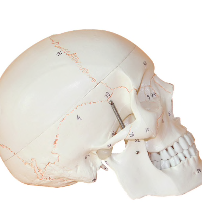 Life size Human Anatomy head skull model