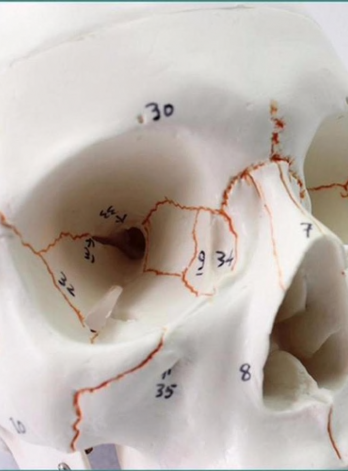 Life size Human Anatomy head skull model