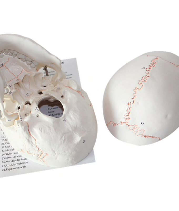 Life size Human Anatomy head skull model
