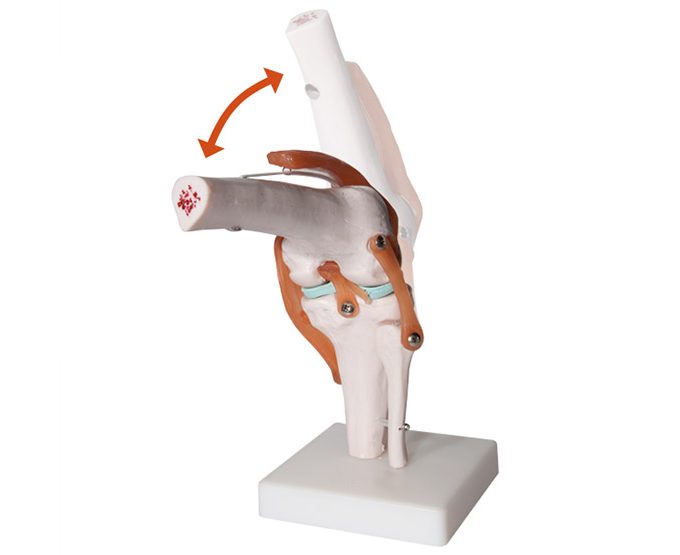 Knee Joint