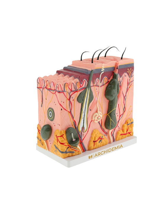 3D Human Skin Anatomical Model 1:35